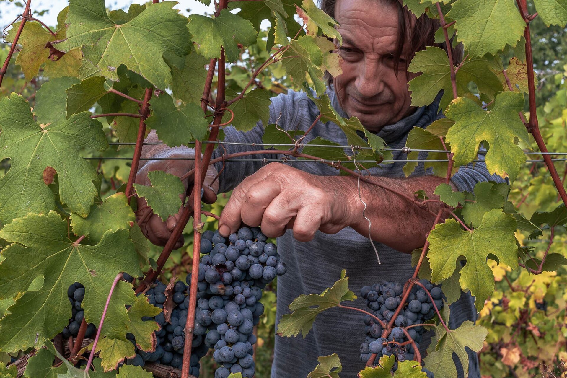 01 Visitlmr Immagini La Tua Vacanza Dove Mangiare Dove Mangiare Elenco Ristoranti Langhe Roero Santo Stefano Roero Francesco Rosso 5556 Image Thumb 5556 Thumb1920 Santo Stefano Roero Francesco Rosso 3 1d3125dc