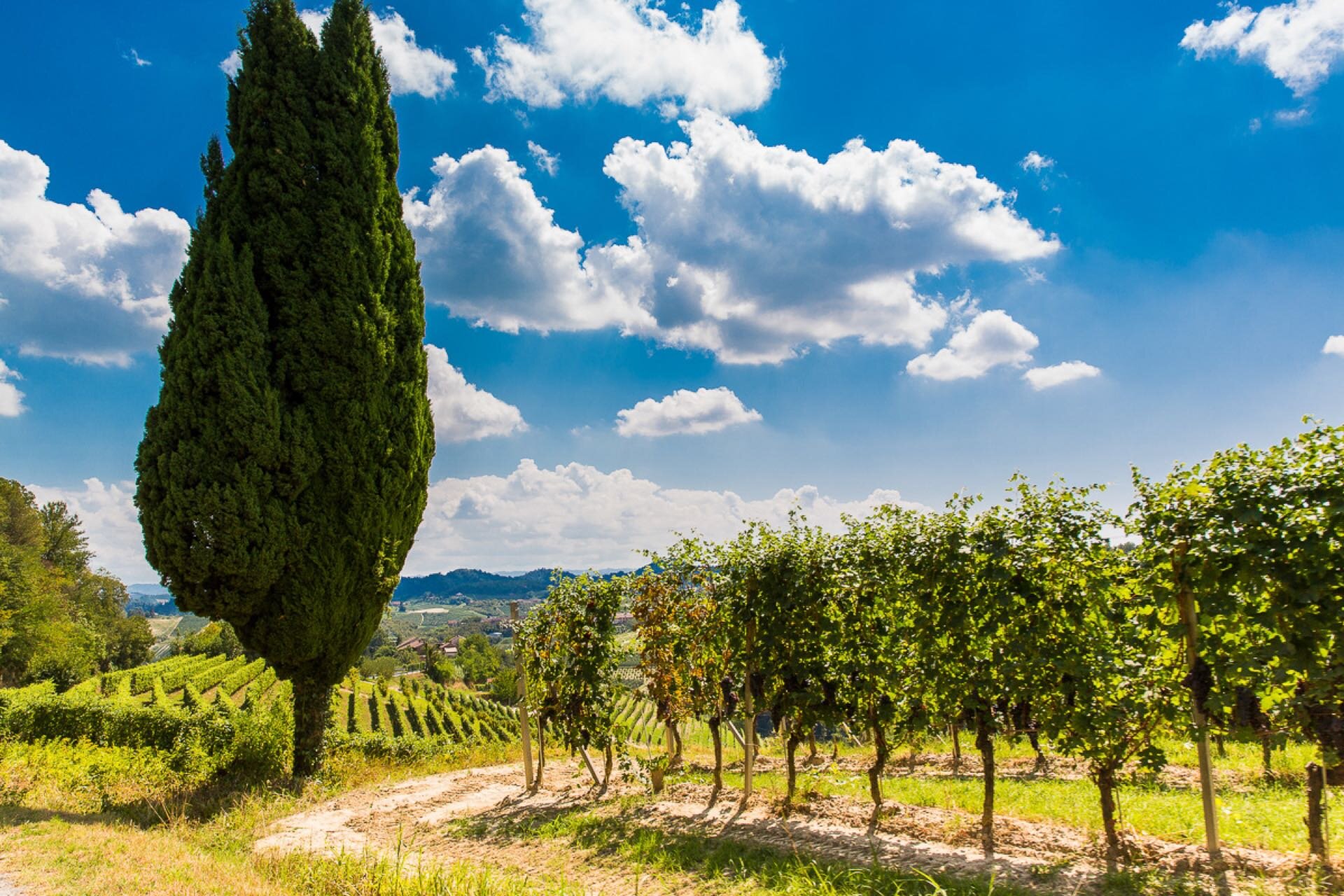 Roero WineTour 4