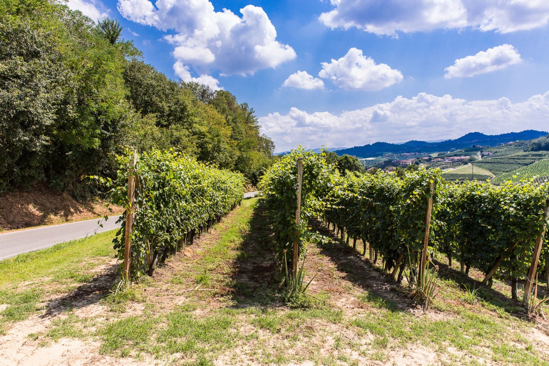 Roero WineTour 1