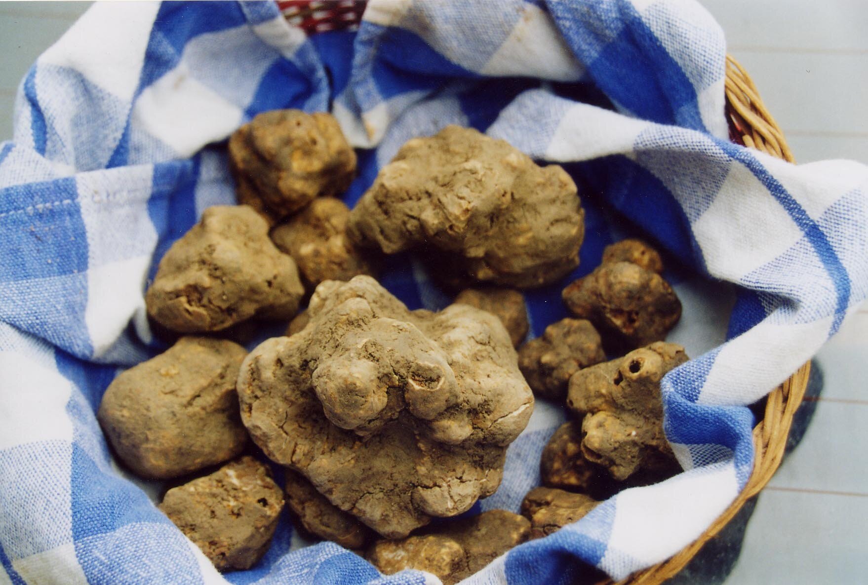 Sulle tracce del tartufo
