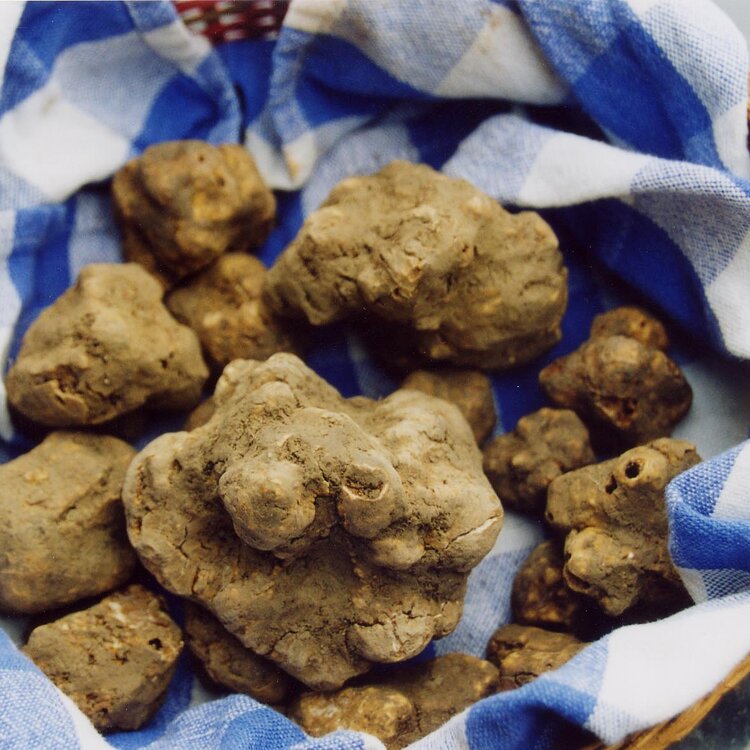 Tartufo Bianco