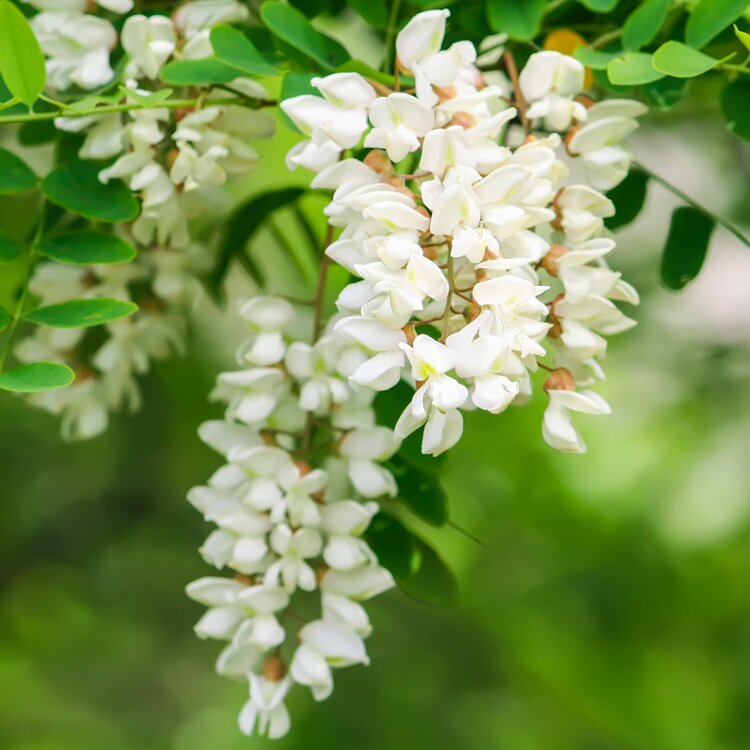 Robinia Pseudoacacia