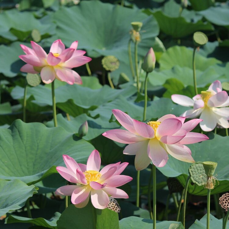 Fiori Loto Laghetto Vezza 1