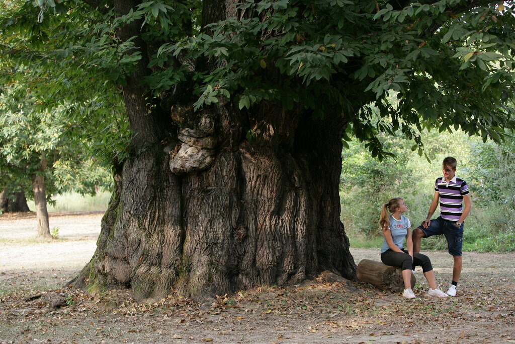 Castagna Granda