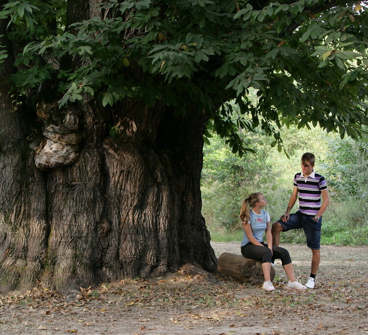Castagna Granda